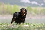 CAVALIER KING CHARLES 671